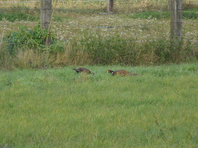 Ansichten Herbst 2011