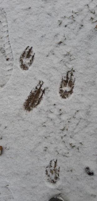 Winteransichten (Januar 2021)