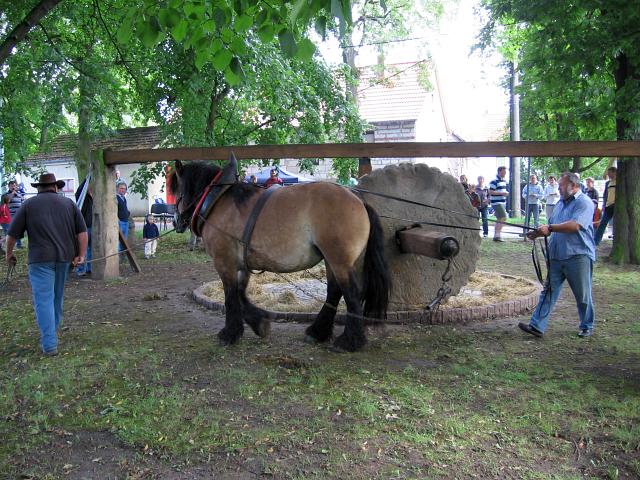 Erstes Drehen der Waidmühle mit Pferd