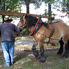 Erstes Drehen der Waidmühle mit Pferd