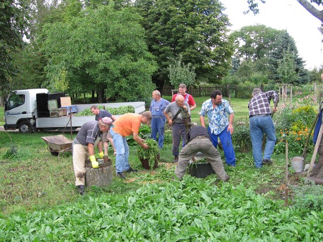 Waidernte und Vorbereitung des Waidm&uuml;hlenfests&nbsp;2010