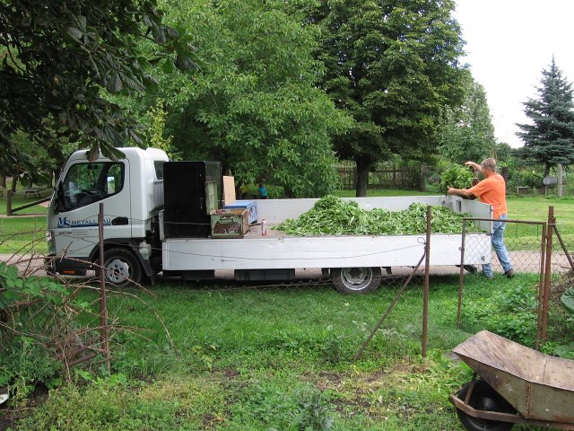 Waidernte und Vorbereitung des Waidm&uuml;hlenfests&nbsp;2010