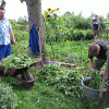 Waidernte und Vorbereitung des Waidmühlenfests 2010