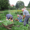 Waidernte und Vorbereitung des Waidmühlenfests 2010