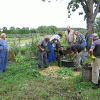 Waidernte und Vorbereitung des Waidmühlenfests 2010