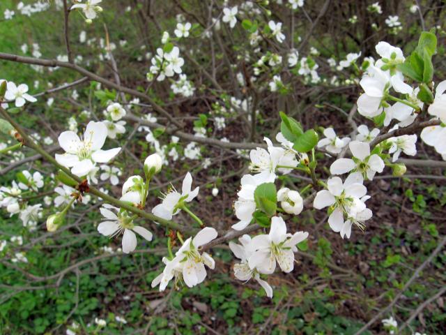 Ansichten Fr&uuml;hjahr 2007