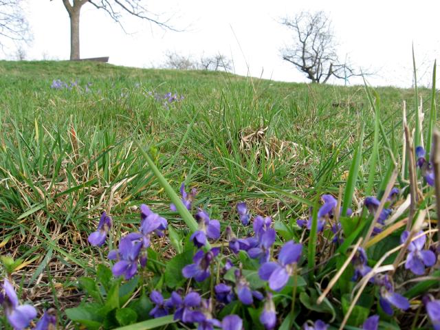 Ansichten Fr&uuml;hjahr 2007