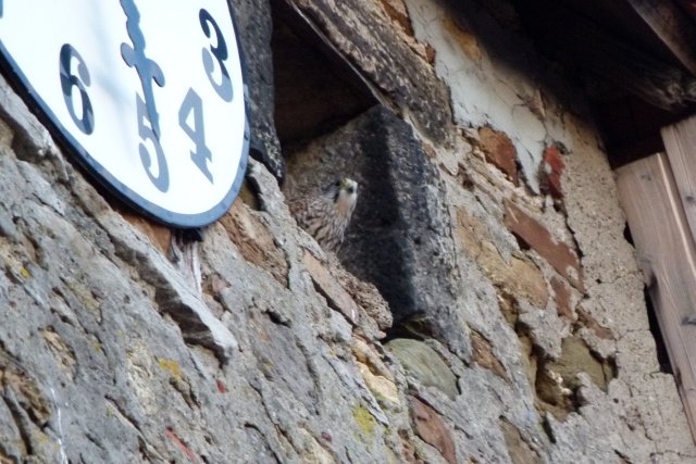 Fr&uuml;hlingsansichten 2012