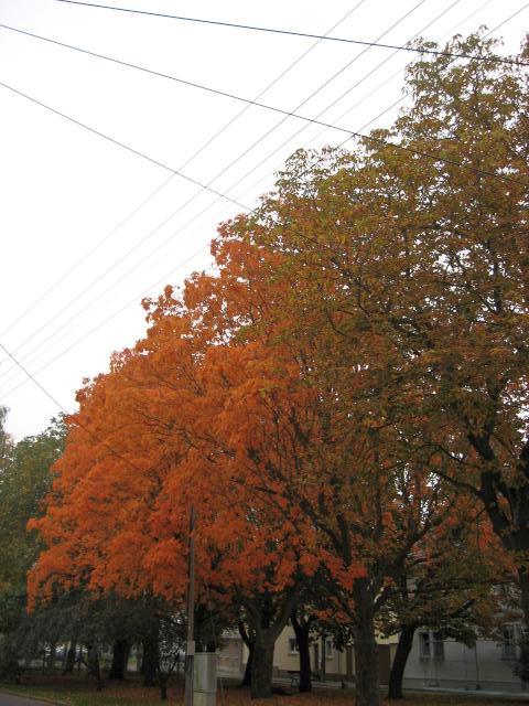Ansichten Herbst 2006
