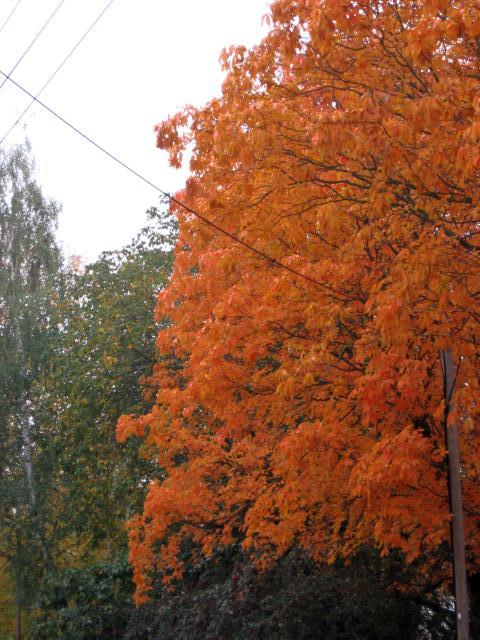 Ansichten Herbst 2006