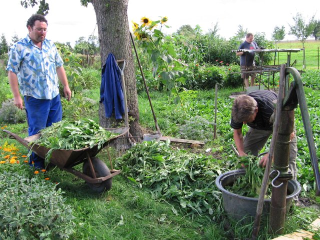 Waidernte und Vorbereitung des Waidm&uuml;hlenfests&nbsp;2010