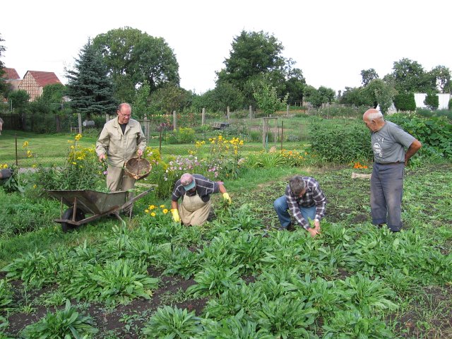 Waidernte und Vorbereitung des Waidm&uuml;hlenfests&nbsp;2010