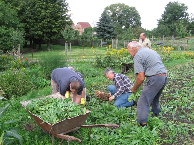 Waidernte und Vorbereitung des Waidm&uuml;hlenfests&nbsp;2010