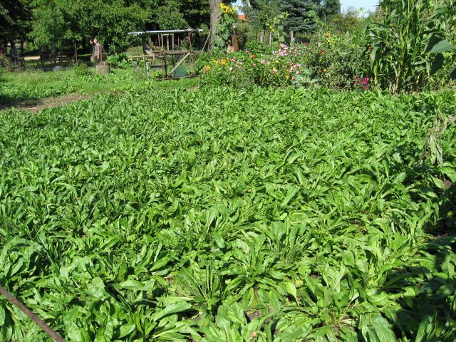 Waidernte und Vorbereitung des Waidm&uuml;hlenfests&nbsp;2010